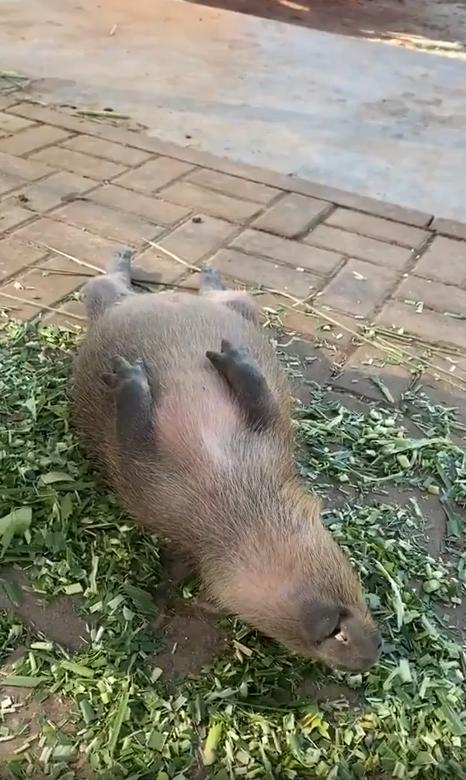 출처 : Reddit / 카피바라가 등을 바닥에 대고 누워있다 사람이 앞발을 살짝 들었다 놓아보는데 미동도 하지 않는다