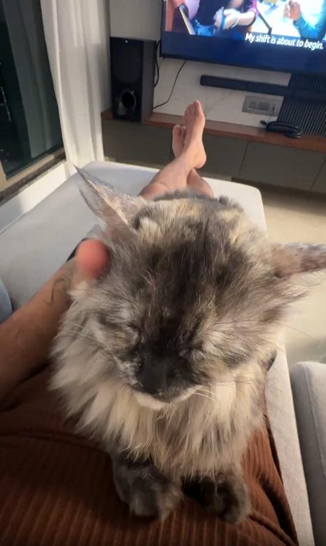 출처 : Reddit / 주인의 배위에서 식빵 자세로 있는 고양이 주인이 고양이를 천천히 쓰다듬어 준다