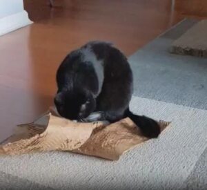 바스락 종이의 마법 – 호기심 많은 고양이의 느린 탐색