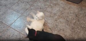 여기서 끝낼 순 없지! 타일 바닥 위 고양이들의 끝나지 않는 승부