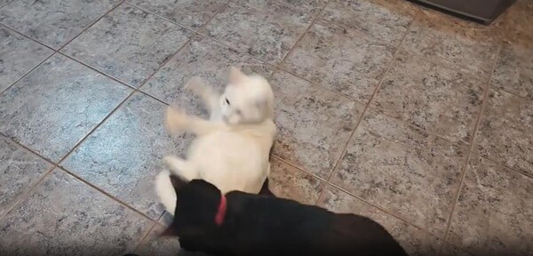 출처 : Reddit / 타일로 된 바닥 흰 고양이가 누워있고 검은 고양이가 다가온다 잠시 투닥거리며 싸운다