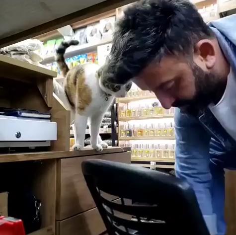 출처 : Reddit / 주인은 무언가를 허리를 숙여 닦고있다 옆에 테이블위의 고양이가 주인에게 무언가를 원하는듯 앞발로 계속 툭툭 건드린다