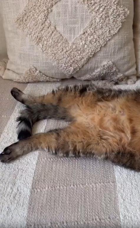 출처 : Reddit / 매트 깔린 바닥에 등을 대고 누운 고양이 목뒤쪽에 안마기가 마사지를 해주고있다 느긋하게 쉬는중