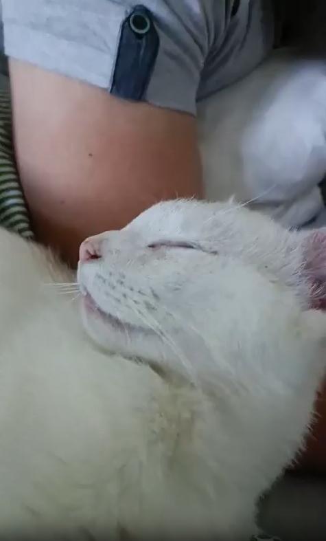 출처 : Reddit /  입을 살짝 벌리고 코를 골며 자는 고양이