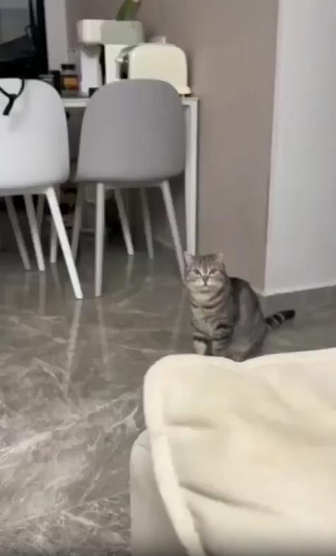 출처 : Reddit / 고양이가 서있다 주인을 향해 야옹하고 한번 울더니 갑자기 두발로 서서 뒷발로 살짝 콩콩 뛰며 두어발 뛴다