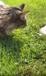 고양이의 햇살 사랑과 그 곁에 머무는 이유