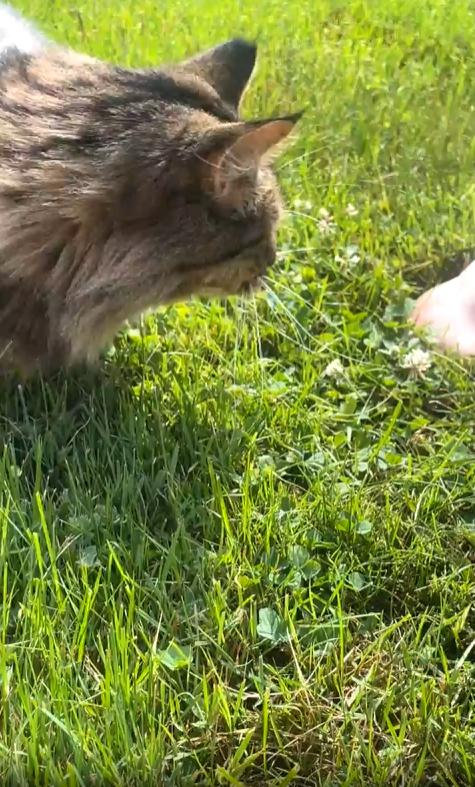 출처 : Reddit /  풀밭에 주인이 앉아있고 주인의 발옆에 고양이가 누워 일광욕을 즐기고 있다