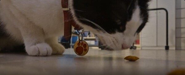 출처 : Reddit / 거실 바닥에 떨어진 간식을 집어먹는 고양이