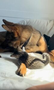 아기 고양이와 독일 셰퍼드의 사랑스러운 교감