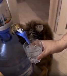 고양이의 뜻밖의 재능, 주인을 도와 물을 따라준다고?