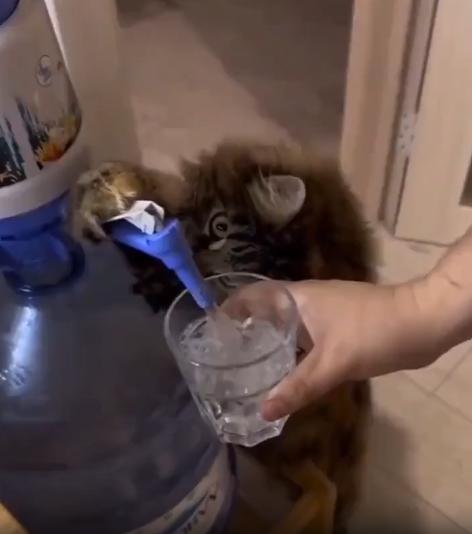 출처 : Reddit /  통옆에 있던 고양이가 꼭지를 아래로 내려 컴에 물을 따라준다
