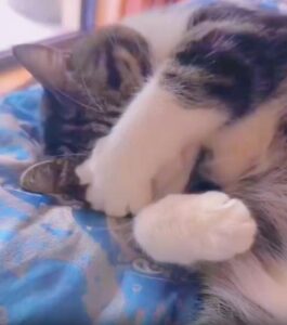 얼굴을 가린 고양이, 부끄러움도 표현한다고요?