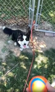 받는다! 했는데… 퍽! 강아지의 공 던지기 실패 사건