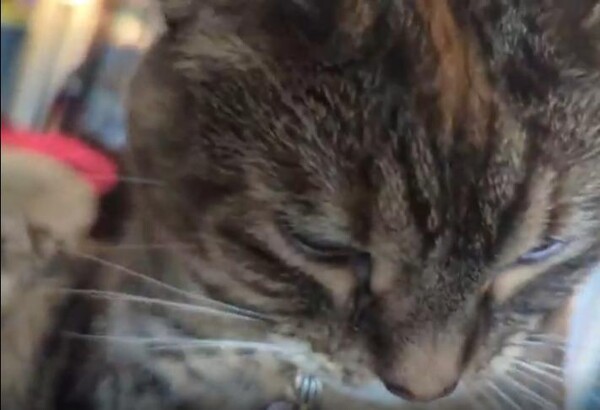 출처 : Reddit / 고양이 엠버가 목욕을 한다