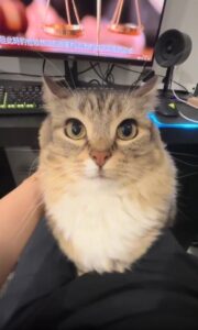 무릎 위에서 카메라를 응시하는 고양이, 그 눈빛의 의미는?