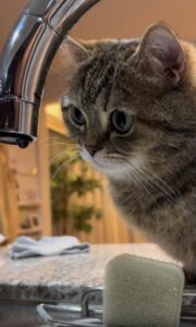 물방울에 홀린 고양이, 세상에서 가장 순수한 호기심