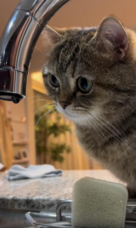 출처 : Reddit / 고양이가 수도꼭지에 물방울이 맺혀 떨어지는걸 관심있게 바라본다 떨어지는 물을 앞발로 쳐보기도 한다