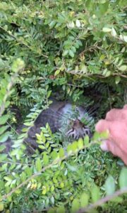 척은 어디 있을까? 여름 더위를 피한 고양이의 완벽한 은신처