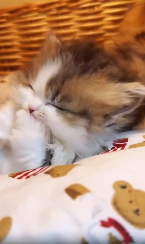 출처 : Reddit / 작은 침대에 옆으로 누워있는 새끼고양이가 앞발을 핥고있다