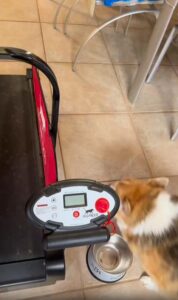 웰시코기의 런닝머신 도전기, 짧은 다리로 성실하게 걷는 중