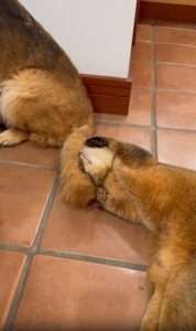 “이게 제일 재밌어!” 강아지 꼬리에 푹 빠진 고양이의 놀이 시간