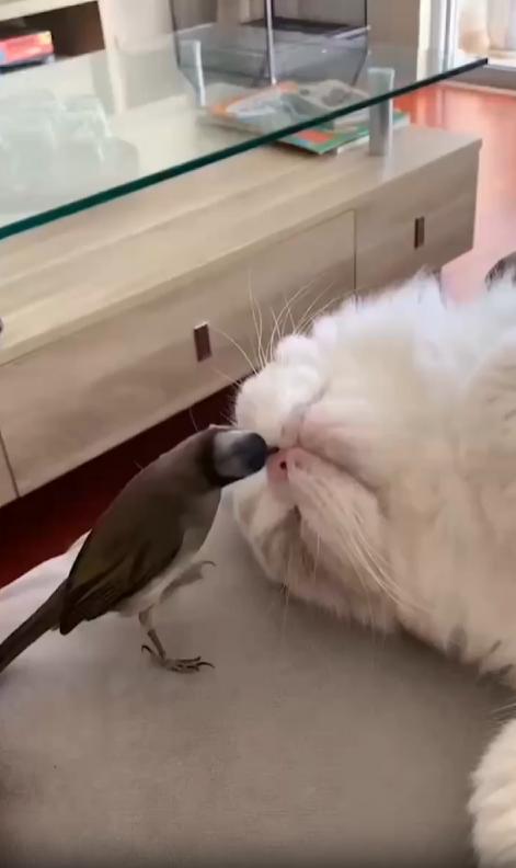 출처 : Reddit / 고양이가 턱을 하늘을 향한채 누워있다 그옆에 작은새가 고양이의 콧구멍돠 주변을 관리해주듯 쪼고있다