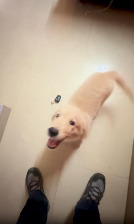 출처 : Reddit / 강아지가 차키를 입에 문채 서있는 주인 앞에서 폴짝 폴짝 뛴다