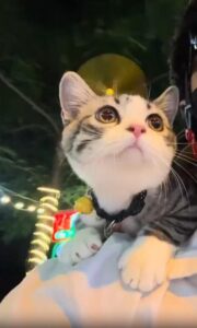 “내가 달리고 있다냥!” 바람을 가르며 허공 질주하는 고양이