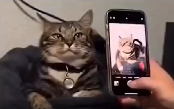 출처 : Reddit / 방석위에 있는 고양이. 주인에 핸드폰 카메라를 이용해 사진을 찍으려고 하자 자세를 고쳐잡는다