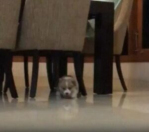 “몇 걸음만에 털썩…”  처음 걷기 시작한 새끼 강아지의 고단한 한 걸음