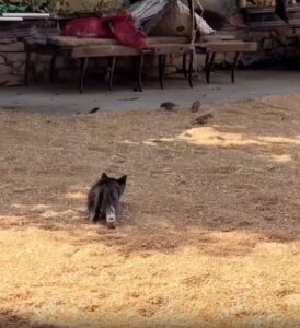 “작전 망쳤다냥!” – 은밀히 접근하던 고양이 뒤통수를 친 ‘같은 편’