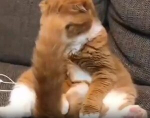 저거… 내 꼬리 맞아? 꼬리의 배신에 당황한 고양이