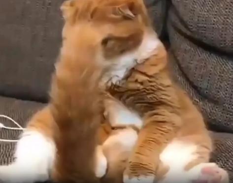 출처 : Reddit / 소파에 등을 기대고 편한자세로 앉아있는 고양이. 고양이 앞에는 그의 꼬리가 1자로 서있다