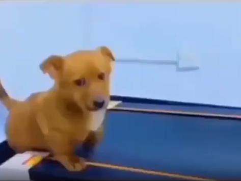 출처 : Reddit / 런닝머신위 끝자락에 앉아있는 강아지 마치 오늘은 아무것도 하기싫은 귀찮은 날인듯한 표정으로 한쪽 앞발로 런닝머신을을 구르고있다