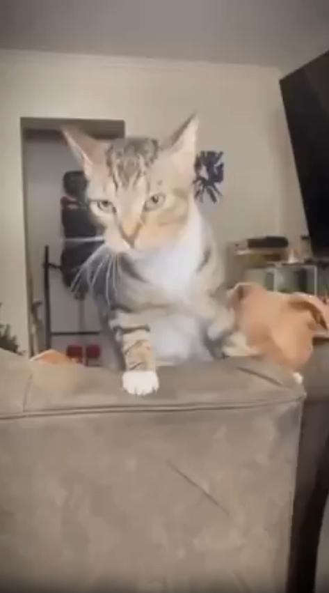 출처 : Reddit / 소파 등받이에 두발로 서있는 고양이 뒤에있던 커다란 강아지가 그 고양이의 머리를 크게 앙 문다