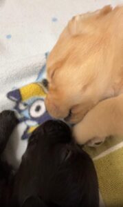 귓속말처럼 조용히… 두 아기 강아지의 낮잠 이야기