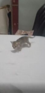 새끼 고양이들의 세상과의 첫 만남