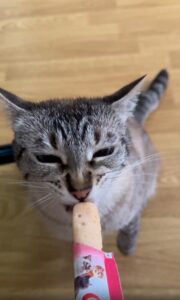 뜨거운 날, 냥이의 아이스크림 타임