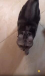 쓰다듬어 달라는 냥이의 적극적인 애정 표현