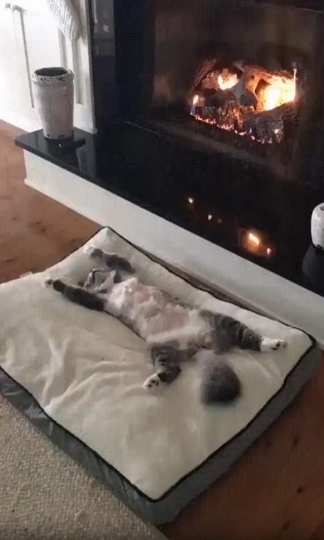 출처 : Reddit / 벽 난로옆에 방석위의 고양이가 등을대고 앞발은 위로 쭉편채 쉬고있다
