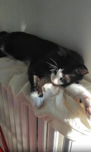 라디에이터 위 햇살에 녹아든 고양이의 아침 스트레칭