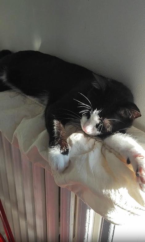 출처 : Reddit / 라디에이어튀에 이불이 놓여져 있고 그위에 고양이가 누워있다 한쪽발은 위로 쭉 뻗어 머리를 기대고있고 나머지 앞발은 쥐었다 폈다를 반복한다