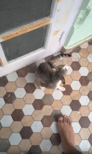 발끝에서 피어나는 애정 표현 – 고양이의 귀여운 인사법