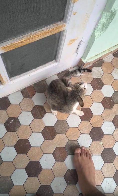 출처 : Reddit / 주인의 발에 얼굴을 부비는 고양이. 주인이 발로 장난을 치면 고양이도 잘 받아준다