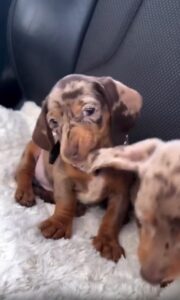 닥스훈트 남매의 티격태격, 귀를 물며 나누는 사랑스러운 하루