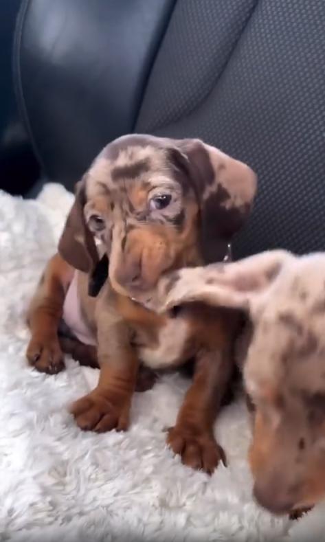 출처 : Reddit /  소파위 새끼 닥스훈트 2마리가 있다 그중 한마리가 옆에 강아지 귀를 물며 장난을 친다