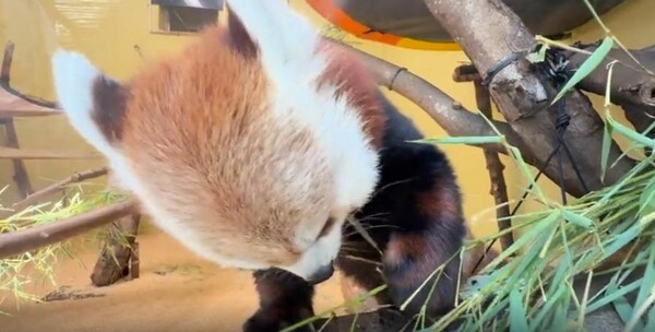 출처 : Reddit / 레서판다가 나뭇잎을 뜯어먹고 있다