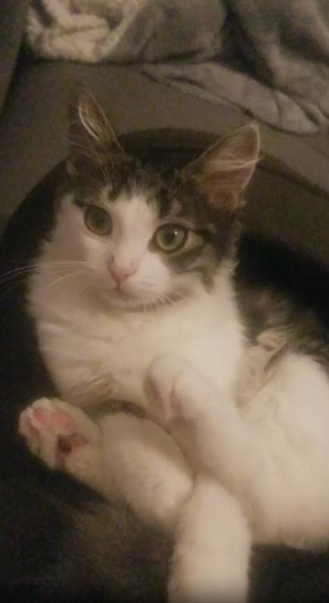 출처 : Reddit / 고양이 침대에 누워있는 고양이 한마리 주인이 거는 손장난에 같이 놀이를 시작한다