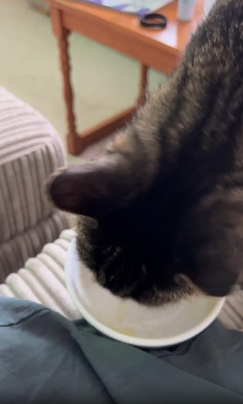 출처 : Reddit / 밥그릇 처럼 생긴 그릇에 사료가 담아있었던듯 고양이는 이미 비어있지만 부족한듯 빈그릇을 계속 핥고있다