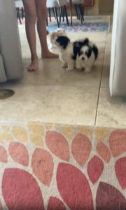 새끼 강아지들의 사랑스러운 돌진, 그 누구도 피할 수 없다